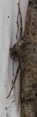 Alcis repandata